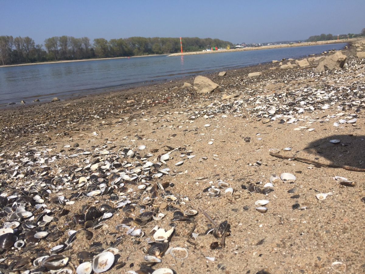Tschö Rhein